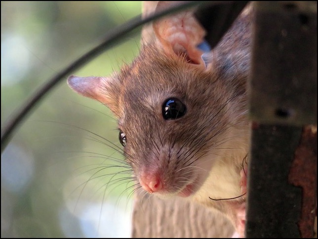 Face of rat
